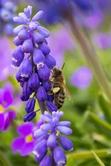 Biene an Blüte © Alexander Gramlich