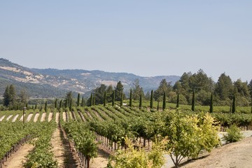 Fototapeta na wymiar scenic vineyard in wine country