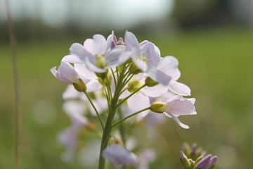 Frühlingsblüte