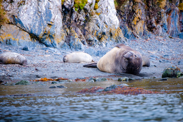 Cute penguins, seals, sea lions and elephant seals are lounging together in Antarctica