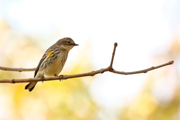 A Yellow Rumped Warbler perches in the woods on an autumn afternoon.