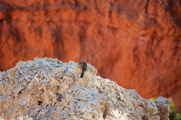 Brice Canyon USA Arizona Squirrel am Bryce Canyon