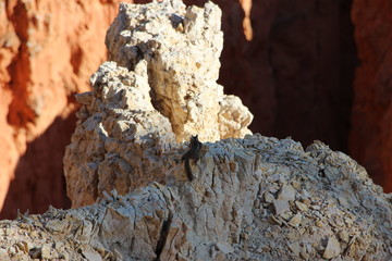 Brice Canyon USA Arizona Squirrel am Bryce Canyon