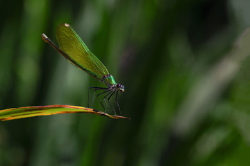 one small green dragonfly sitting on a sheet