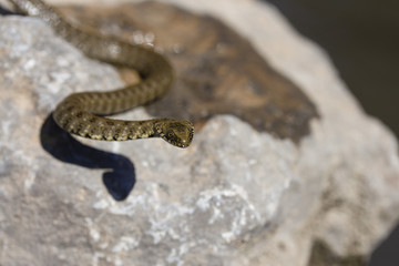 one small river snake