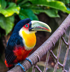 Tucano colorido na floresta