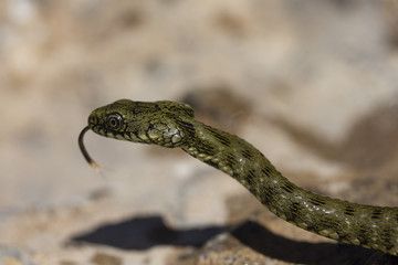 Fototapeta premium one small wild young river snake on a stone close