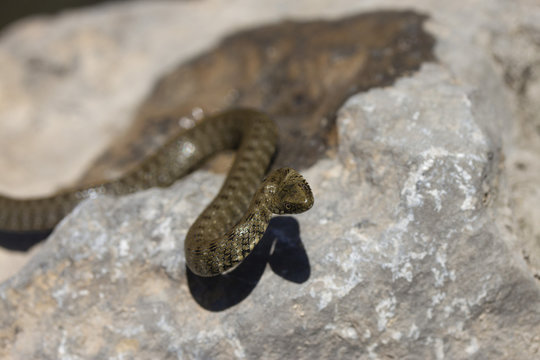 one small river snake on a stone close