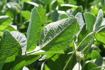 Beautiful soybean green leaves in sunlight. Soybean field in summer
