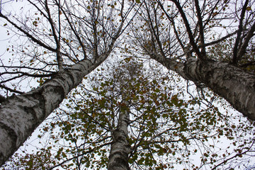 Fototapeta premium The tops of three birches with autumn leaves against the gray sky on a cloudy day.