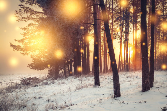 Fototapeta Christmas background. Winter forest at sunrise with shining lights snowflakes. Frosty trees in forest. Xmas and New Year time. Amazing winter in the morning