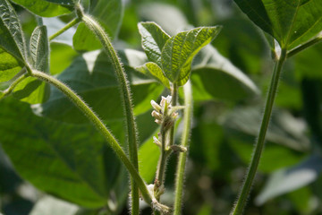 White flowers and blossoms on soybean plant in the field
