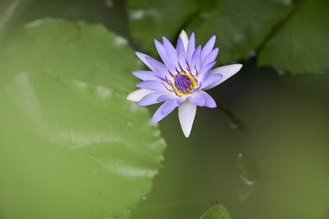 Purple lotus flower with bee close up