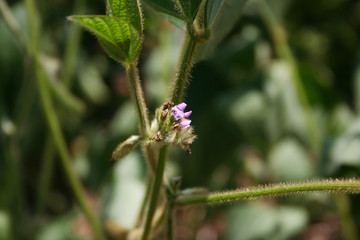 Purple flowers and blossoms on soybean plant in the field