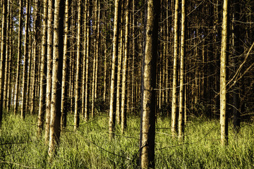 Eucalyptus forest in a rural area of Sao Paulo state