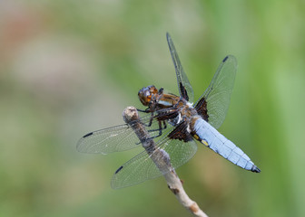 Plattbauch Libelle sitzt auf einem Ast vor grünem Hintergrund