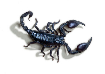 Close up of scorpion