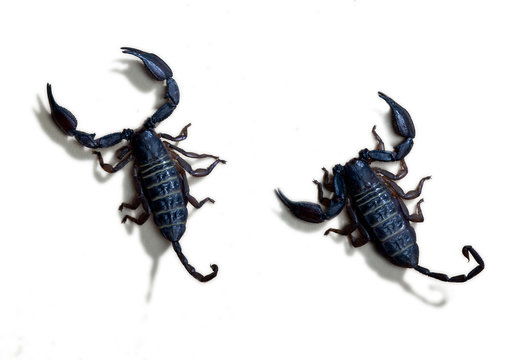 Two black scorpions