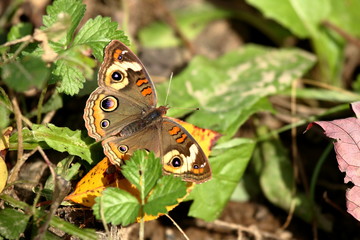 A Buckeye Butterfly in my yard.
