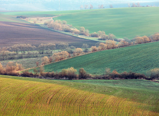 Fototapeta na wymiar Spring morning arable and growth fields and countryside.