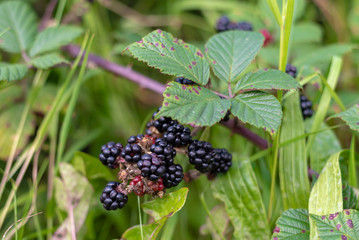 wild blackberry bush