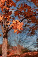 Beautiful and colorful autumn in Stockholm.