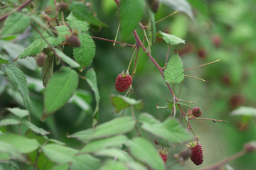 dwell fruit and leaves