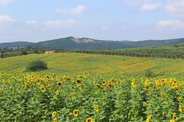 sunflowers field