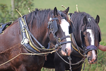 Shire horses in harness