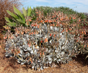 San Francisco echeveria succulent.