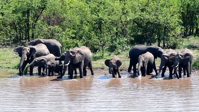 group of elephants drinking water from Pioneer dam,Mopani rest capm in Kruger National park in South Africa
