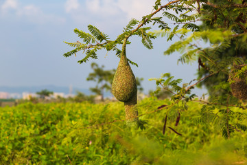 Baya Weaver bird's nest hanging in the tree