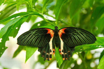 Scharlachroter Schwalbenschwanz