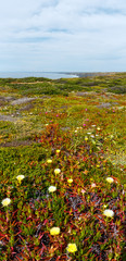 Pink and white flowers (Carpobrotus) on shore.