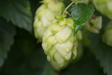 Humulus hop cones macro