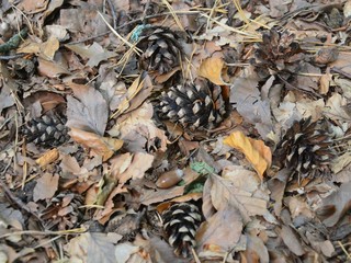 Waldboden mit Baumzapfen und welkem Laub