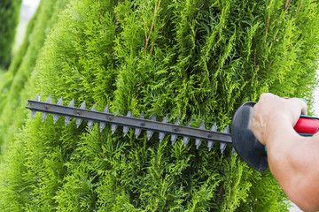 Gardener with a professional garden tools at work. planting of greenery