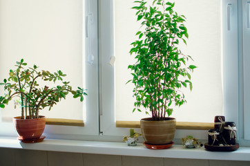 Indoor plants stand on the windowsill.
