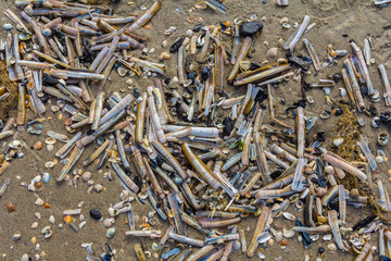 deposit of razor clam shells on the dutch coastline of the northsea