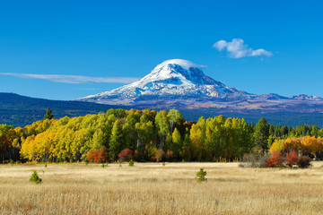 Mt Adams and aspen trees in the fall - obrazy, fototapety, plakaty