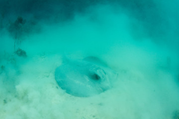 Rough tail Stingray Feeding in Caribbean on Sandy Seafloor