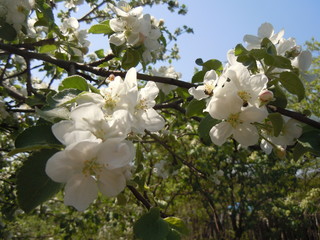 apple blossom