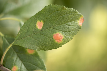 Rust of the fruit trees. fungus, fruit tree disease, plum leaves