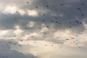 A Flock of Gulls Flying Towards the Cloudy Sky