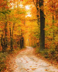 Washable wall murals Road in forest Pathway in the autumn forest