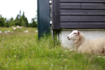 Sheeps outside the farm