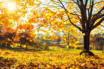 Obraz premium Colorful tree and blue sky in the autumn park
