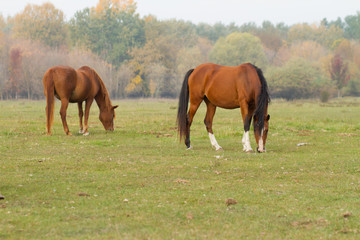 Obraz na płótnie Canvas horses eat grass in the pasture
