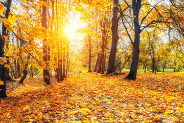 Alley in the sunny autumn park