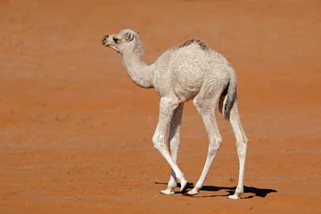Poster de jardin Chameau A small camel calf walking on a desert sand dune, Arabian Peninsula.